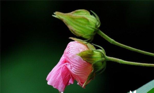 芙蓉花的花语与象征意义（揭秘芙蓉花的神秘之美与内涵）