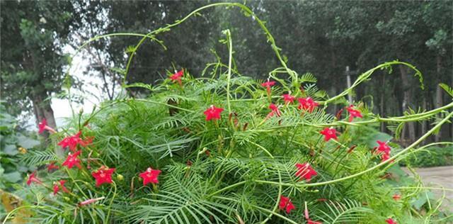 茑萝之花——恬静之美（以茑萝之花传递真挚情感的意义与选择）