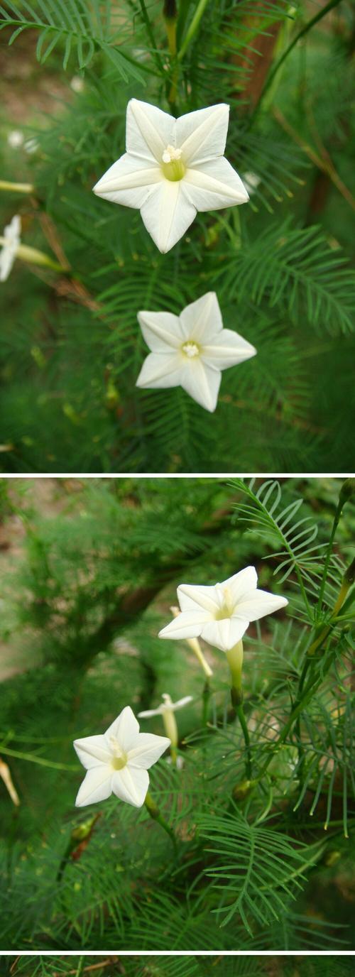 茑萝的花语与植物文化（探秘茑萝花的象征意义）