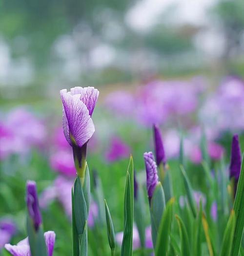 菖蒲花的花语与寓意（菖蒲花的传说故事与深层含义）