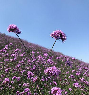 薰衣草花语（在紫色的花海中）