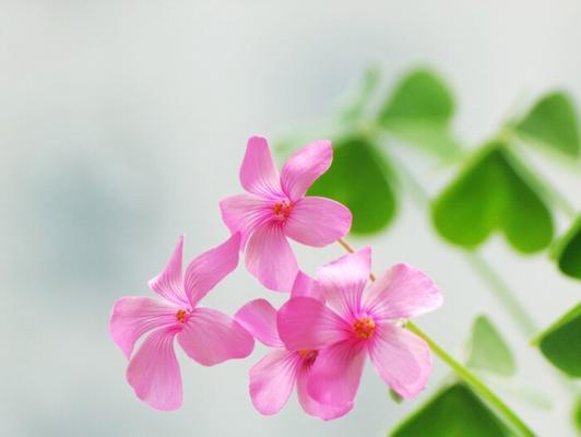 醡浆草花语（探索醡浆草的花语之美）