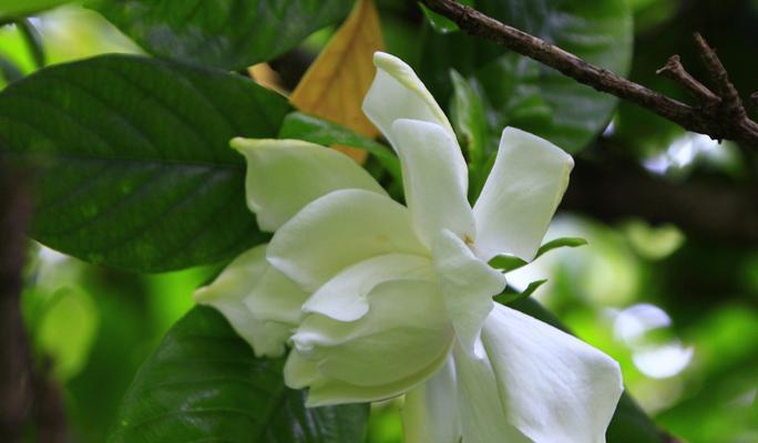 栀子花的花语与象征（浪漫清香中蕴含的深意——栀子花的象征与含义）