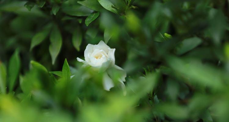 栀子花，芳香满溢的美丽之花（追逐梦幻香气的体验）