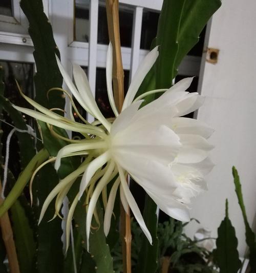 昙花开（昙花开——命运转折的信号）