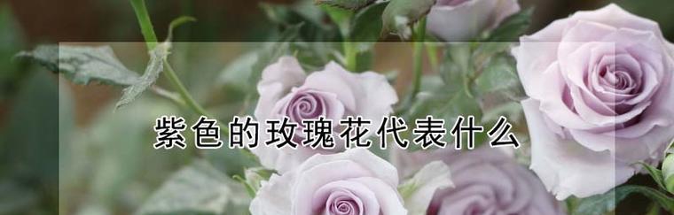 61朵玫瑰花花语代表什么意思（解读61朵玫瑰花的意义和象征）