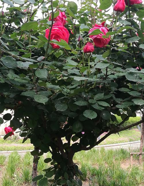 安庆市花——月季花的寓意（绽放在安庆大地上的美丽花朵）