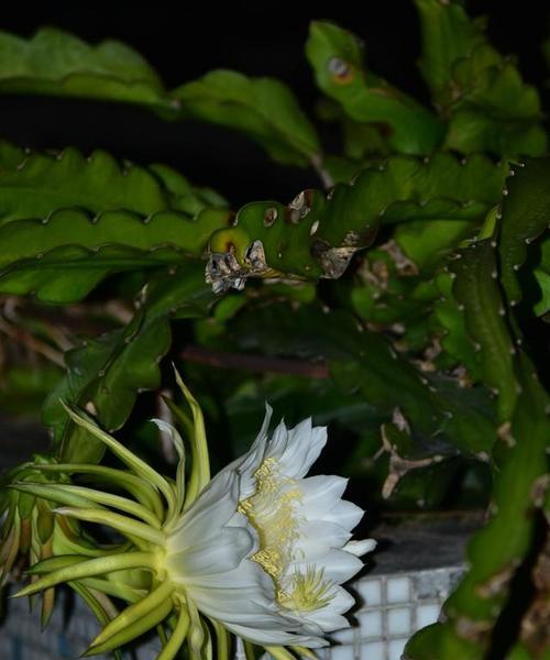 霸王花盛放，寓意生命之美（探寻霸王花的开花时间与生命寓意）