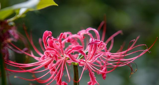 白彼岸花的含义与象征（探寻白彼岸花的寓意与美学价值）