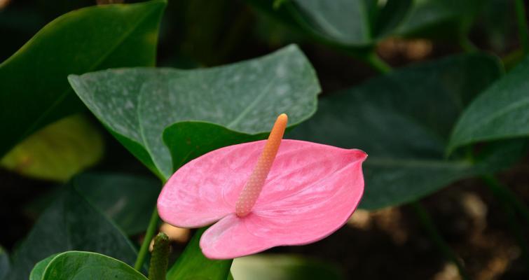 以白红掌花代表的情感和象征意义（一朵花）