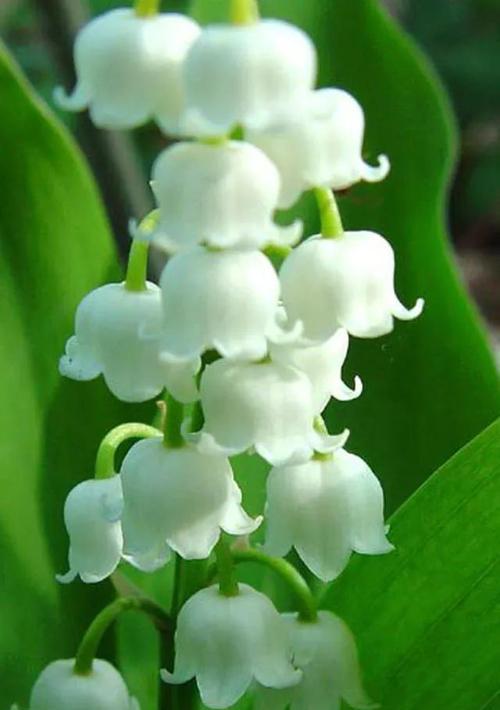 白芨开花的花语与寓意（探索白芨开花的奥秘与含义）