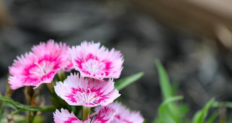 白康乃馨花语与祝福（纯洁而美丽的花朵所传递的深情祝福）