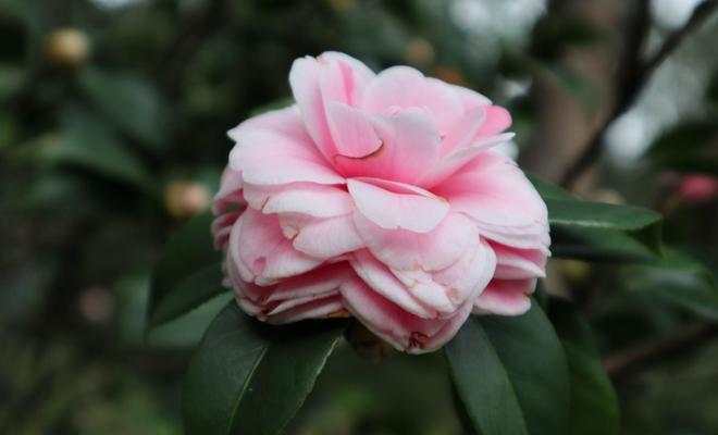 白色山茶花的花语（白色山茶花）