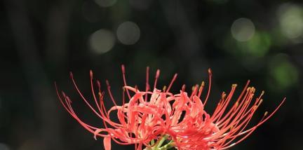 彼岸花的寓意与象征（一朵花背后的生命哲学）