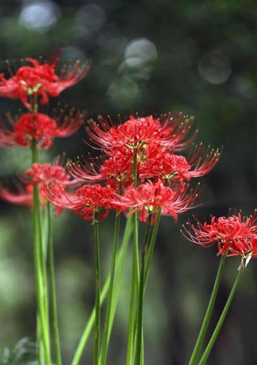 彼岸花的花语和寓意（探寻彼岸花的深层含义）