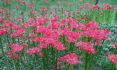 彼岸花风水（以彼岸花为载体的风水与繁荣之道）