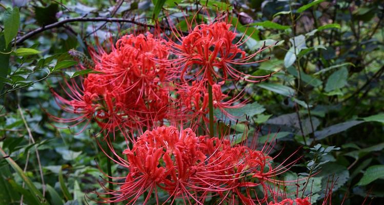 彼岸花（以彼岸花所有颜色的花语为主题）