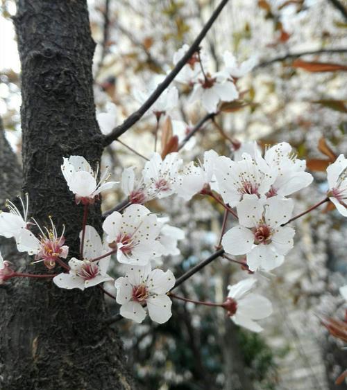 花语哀思（倾诉哀思）