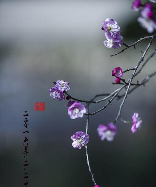 高冷的花（以表示高冷的花为主题的花花语及魅力）