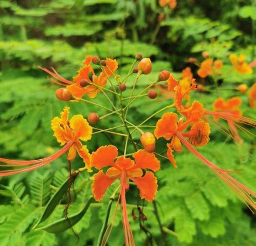 花开吉祥，祈愿幸福绽放（以表示吉祥的花为主角）