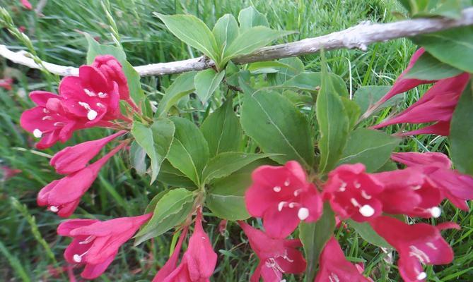 努力的花（以花语诠释努力的含义）