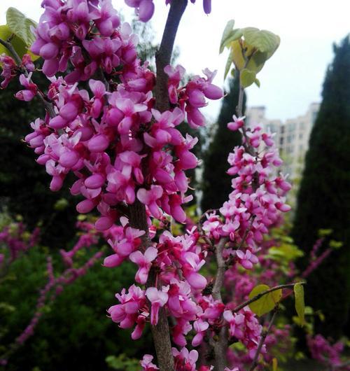 亲情的花（传递爱的花语）