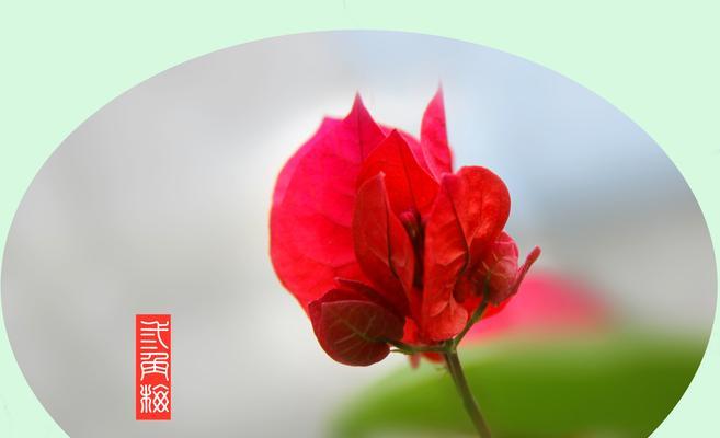 热情花的花语与象征意义（绽放热情的花朵）