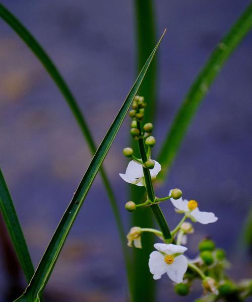 以花语代表善良的花——探索花语中的善良之美（善良的花语和它传递的温暖与爱）