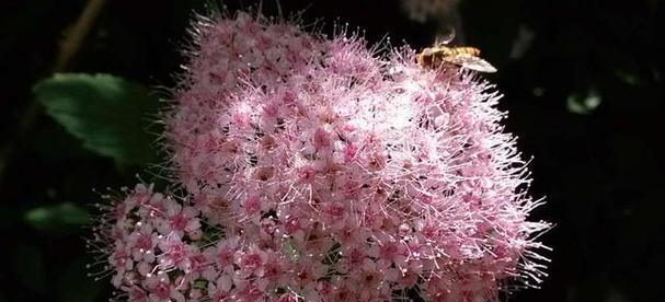 胜利的花花语——以胜利的花为主题（揭示胜利的花语）