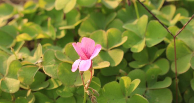 花语中的幸运之花（探索花朵背后的幸福符号）