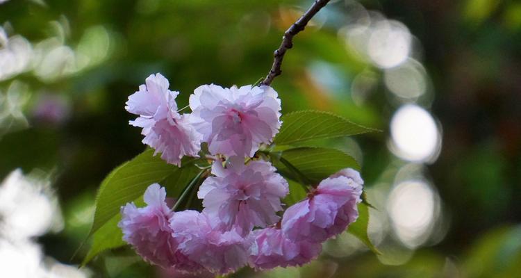 慵懒之花（探寻花语中的慵懒与自由）