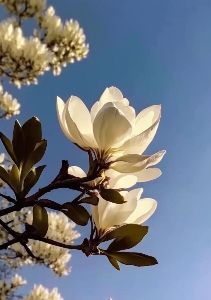 友谊长存的花——以花语传递深厚友谊（花开花落）