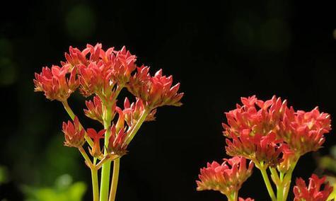 寓意长寿的花，传达生命的美好（探寻长寿花语）