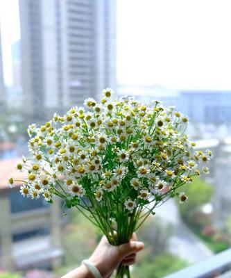 花开花谢，尊敬老人的花语（传承尊老爱幼的传统美德）