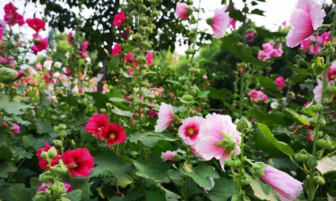 花语传递师长尊敬之意（以鲜花表达师长崇敬之情）