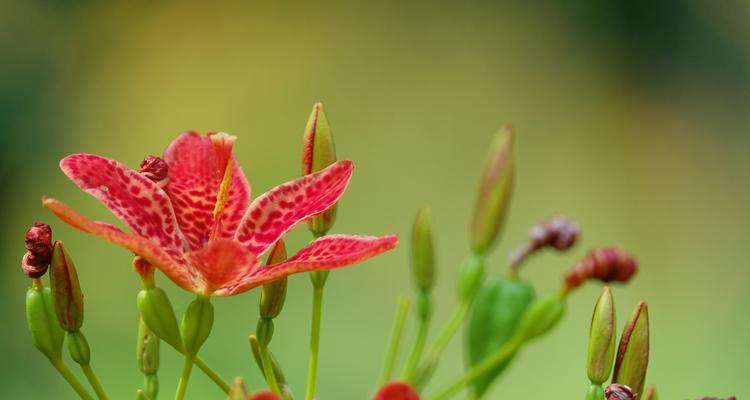 以花语传递尊重的力量（花言莺语）