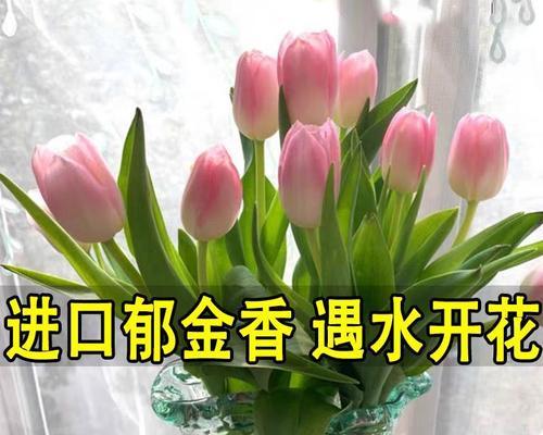 郁金香种子怎么水养（郁金香水培方法与步骤）