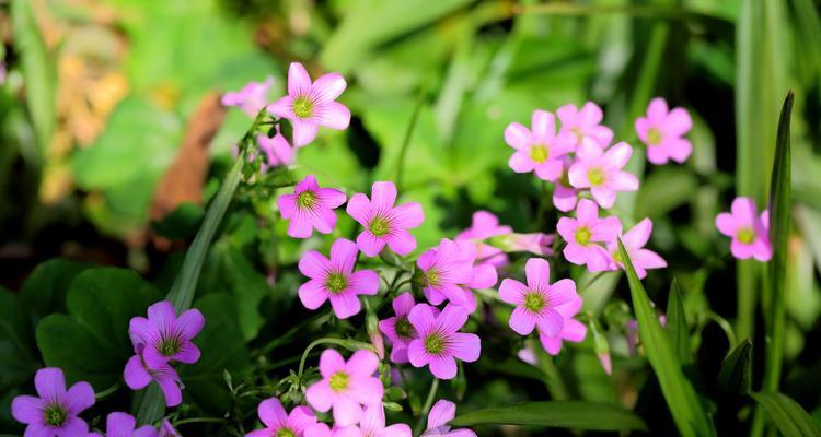 红花荀子介绍特点（红花荀子的图片及名称）