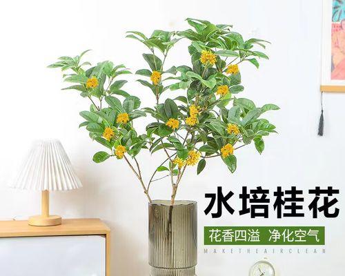 盆栽桂花如何养殖（家庭盆栽桂花养护方法）