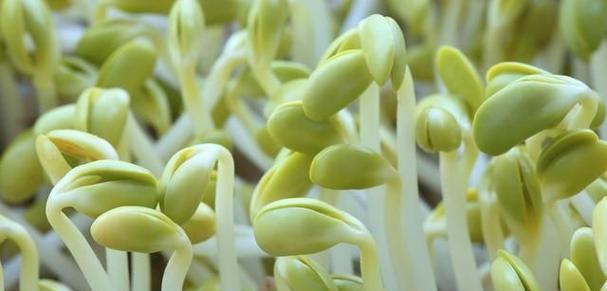 在家自己怎样生黄豆芽（生黄豆芽方法步骤）