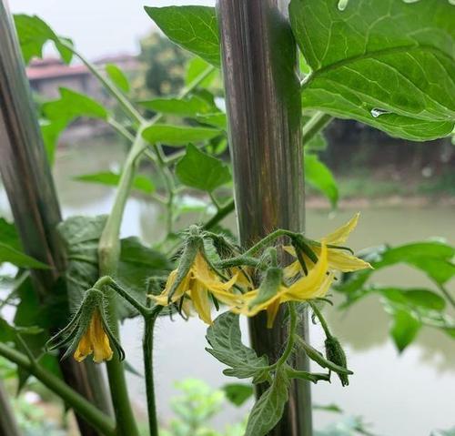 番茄怎样种植（番茄的栽培技术与管理）