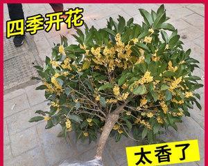 桂花什么时候移栽（桂花树移栽的时间和方法）