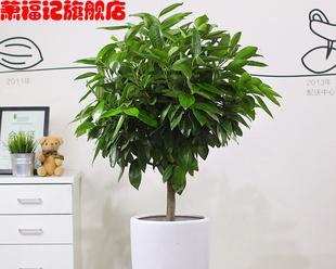 客厅种什么盆栽植物（适合家养的绿植大全）