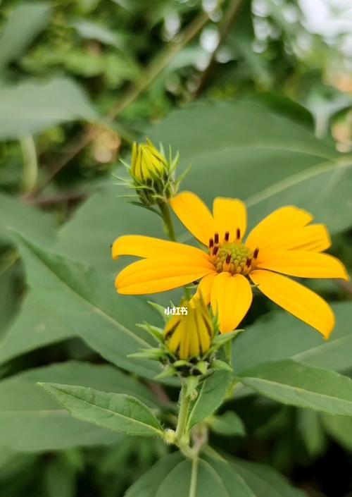 洋姜花怎么种（洋姜花种植方法和时间）