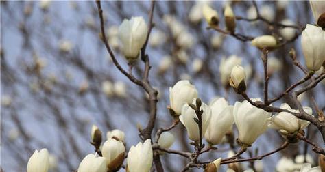 玉兰花是什么时候开（观赏玉兰花花期简介）