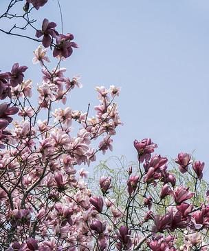 玉兰花是什么时候开（观赏玉兰花花期简介）