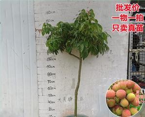 荔枝盆栽怎么种植（荔枝树盆栽的养殖方法讲解）