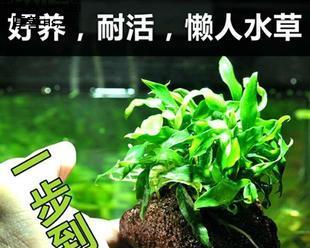 哪种水草好养又增氧（适合水培的六种水草介绍）