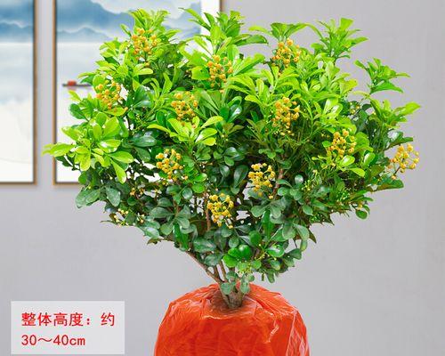 米兰花好养吗怎么养（教你正确养护米兰花）