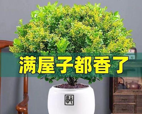 米兰花好养吗怎么养（教你正确养护米兰花）